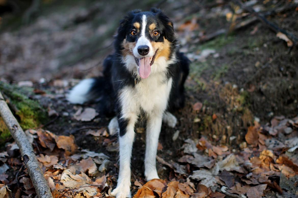 Border collie Onlystar's I Love You Rebel [Bella] billede 5