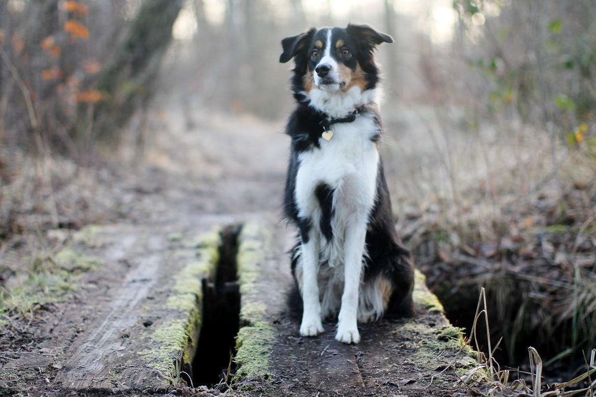 Border collie Onlystar's I Love You Rebel [Bella] billede 10