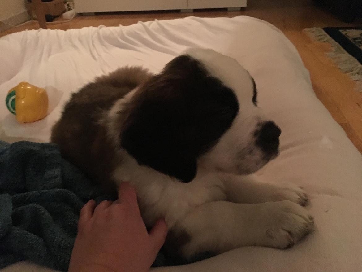 Sankt bernhardshund Olfert billede 9