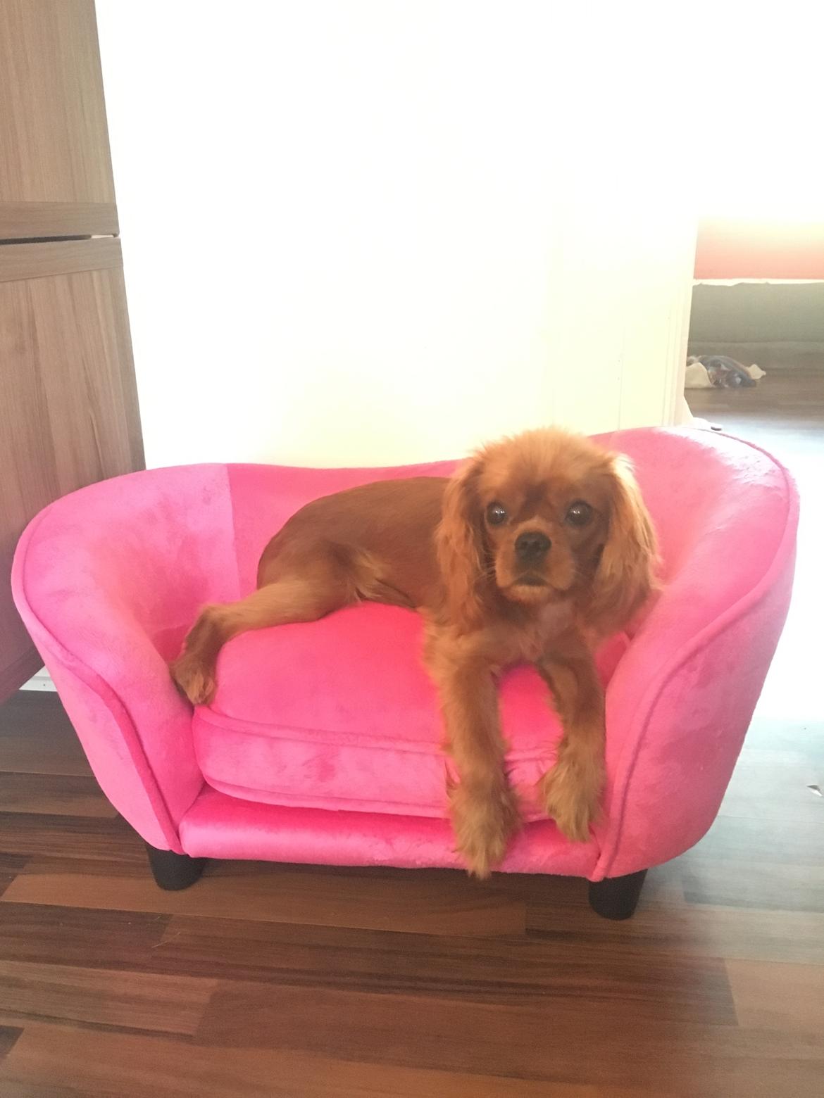 Cavalier king charles spaniel Nala billede 1