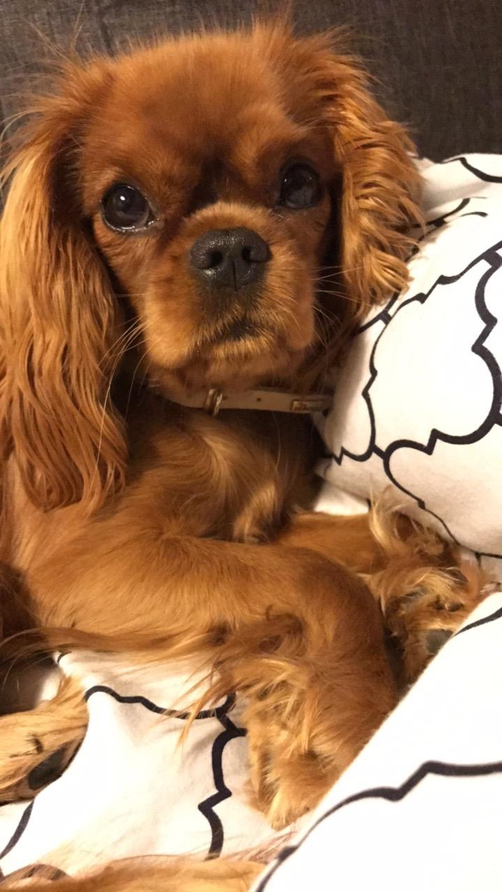Cavalier king charles spaniel Nala billede 3