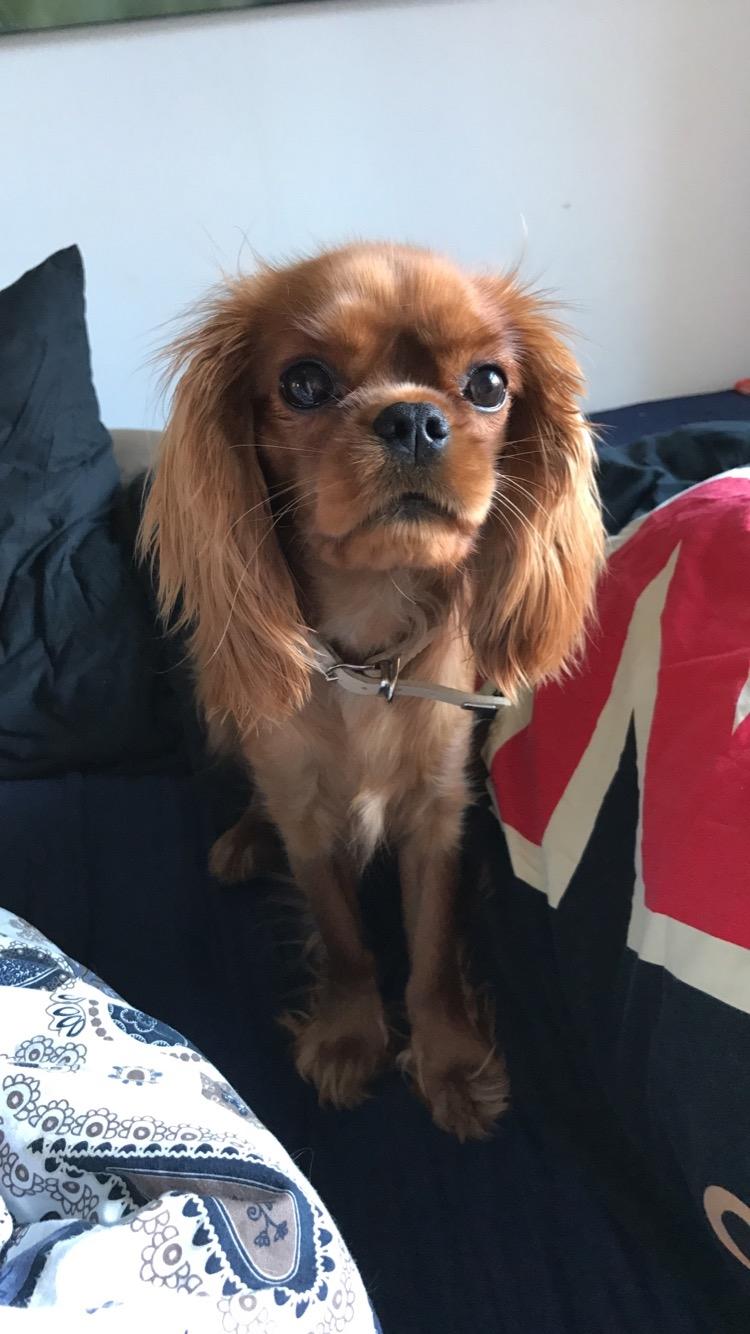 Cavalier king charles spaniel Nala billede 4