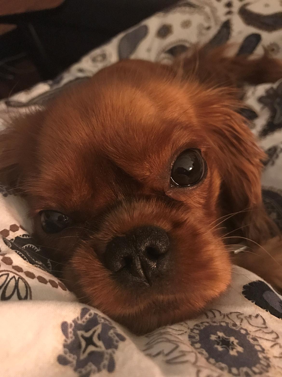 Cavalier king charles spaniel Nala billede 5
