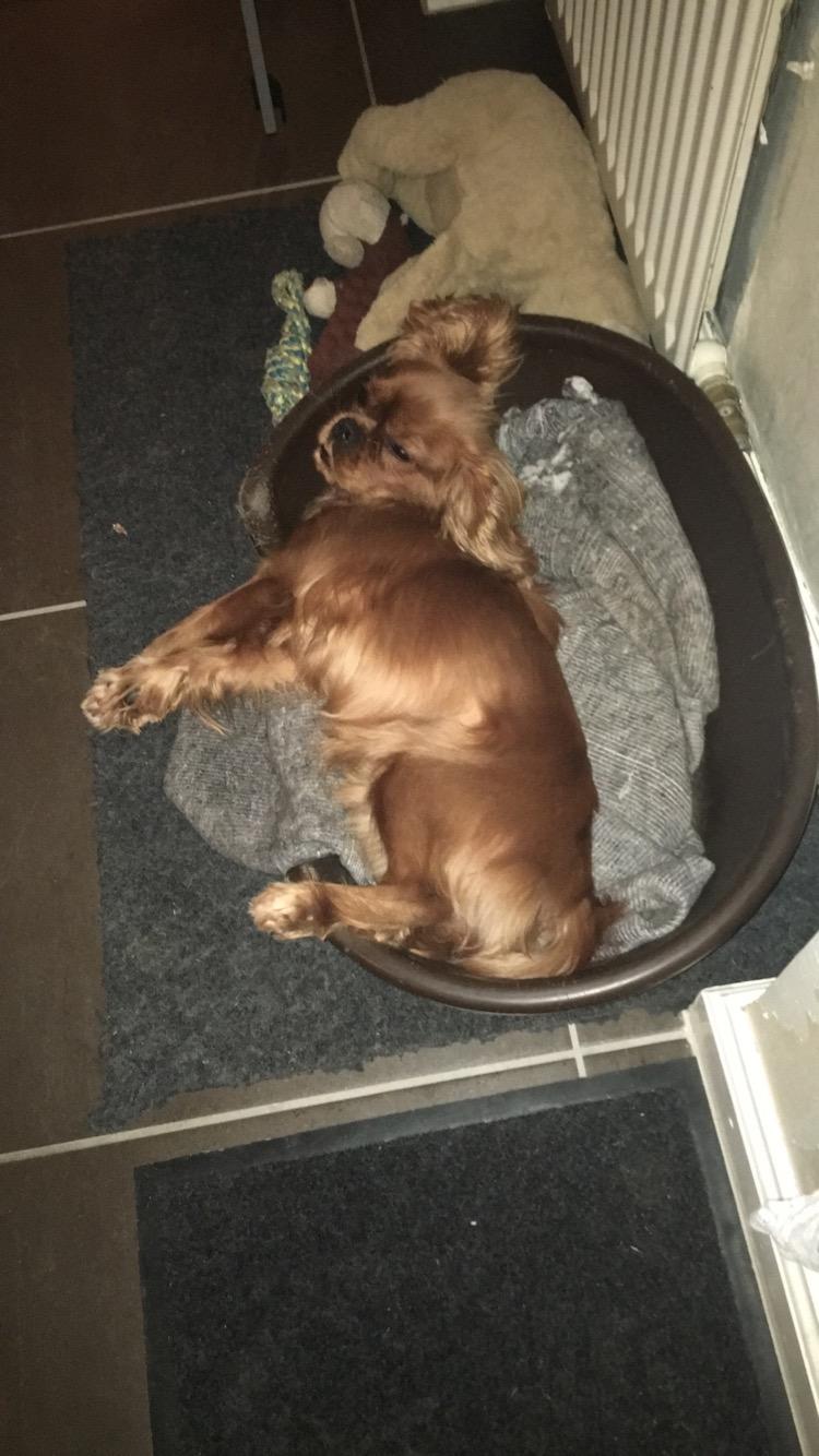 Cavalier king charles spaniel Nala billede 2