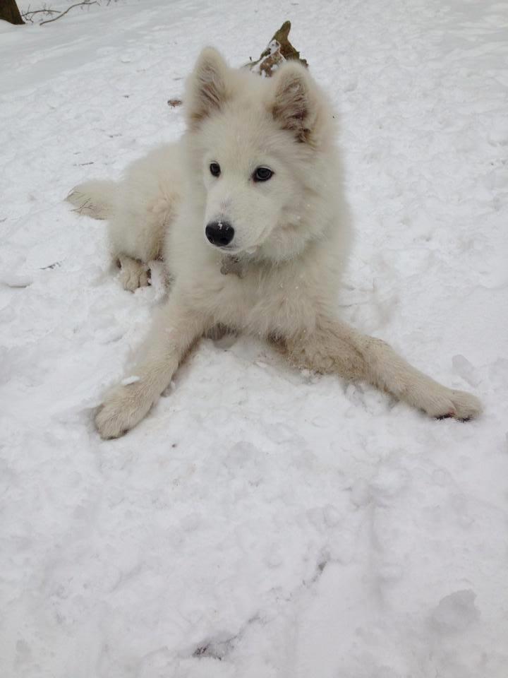 Samojedhund Junior billede 10