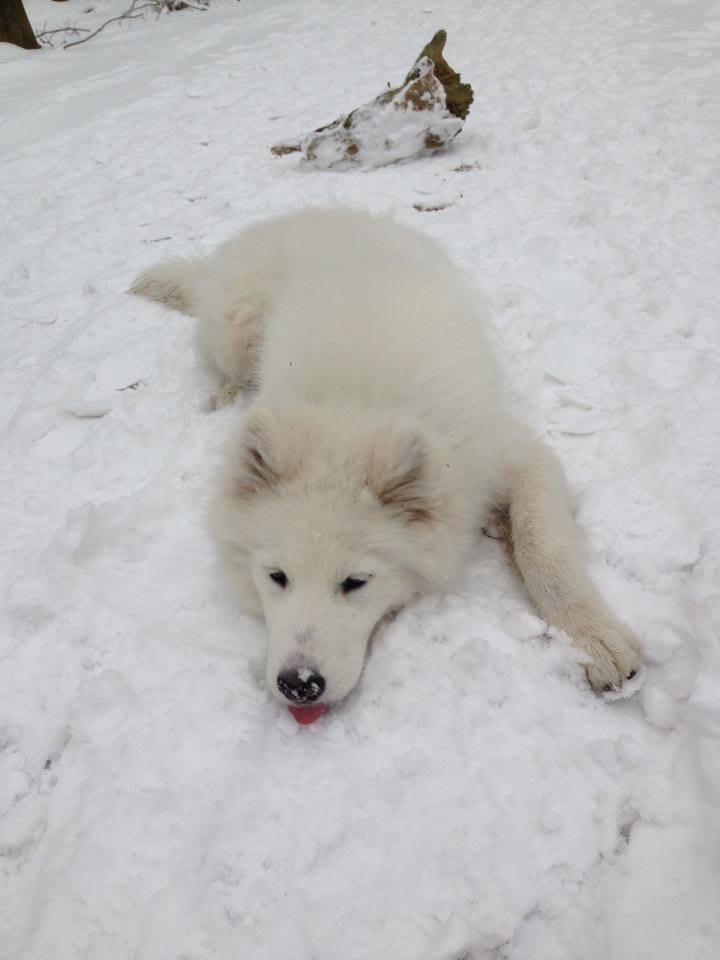 Samojedhund Junior billede 11