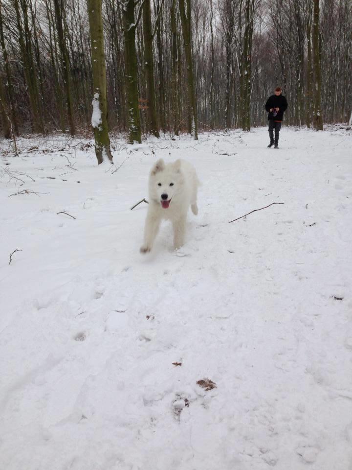 Samojedhund Junior billede 12