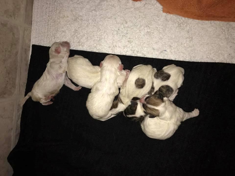 Coton de tulear King - King er ham med den runde brune plet på ryggen. 2 dage gammel billede 48