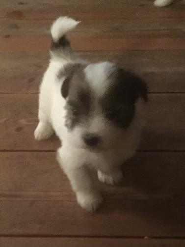 Coton de tulear King - 4 uger gammel billede 46
