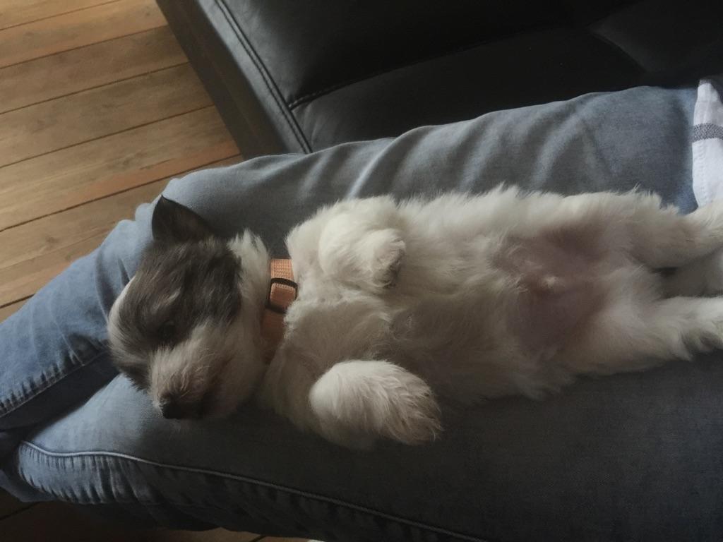 Coton de tulear King billede 45