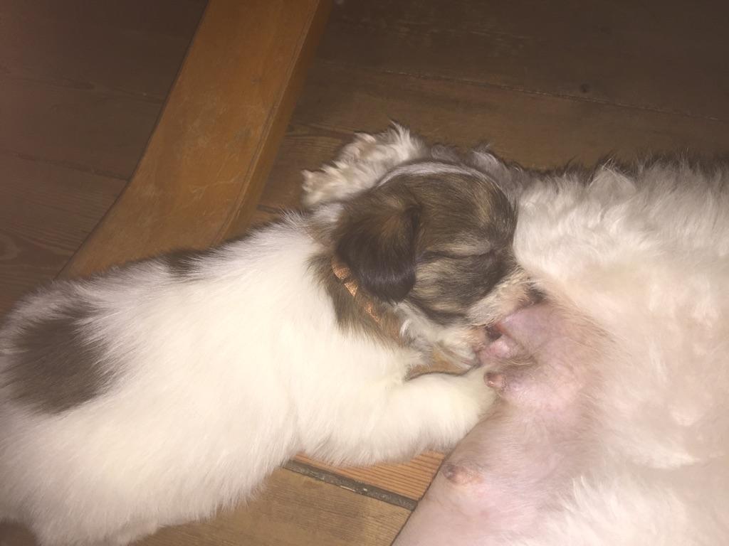 Coton de tulear King billede 44