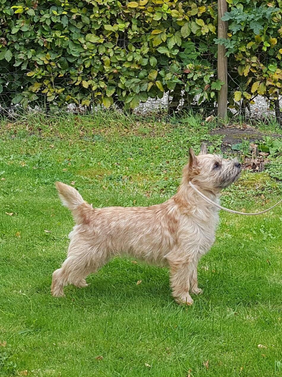 Cairn terrier Jay's Joy's Halle Berry billede 1