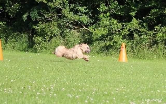 Cairn terrier Jay's Joy's Halle Berry - terrier coursing billede 2