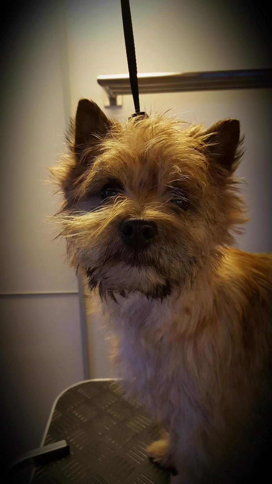 Cairn terrier Jay's Joy's Halle Berry billede 3