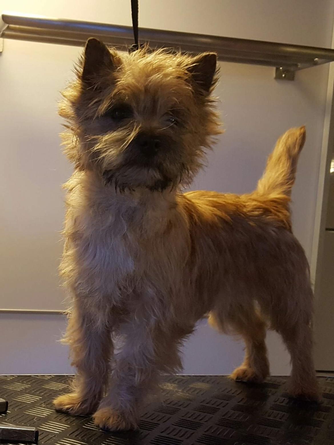 Cairn terrier Jay's Joy's Halle Berry billede 4