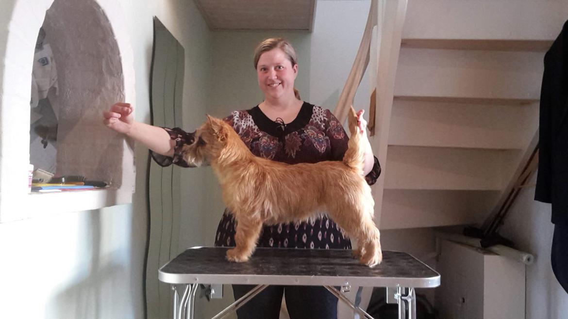 Cairn terrier Jay's Joy's Halle Berry billede 5