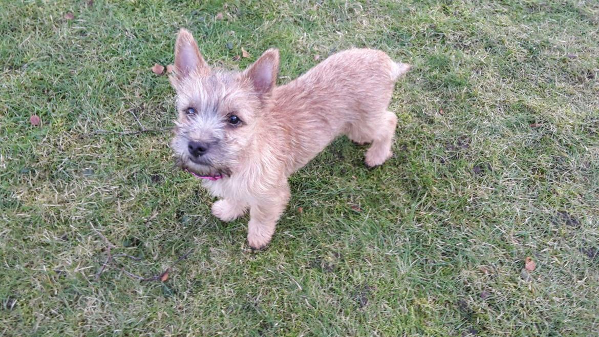 Cairn terrier Jay's Joy's Halle Berry billede 6