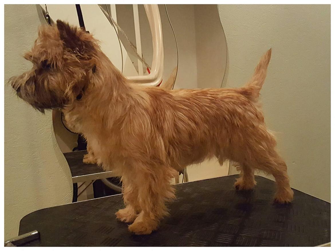 Cairn terrier Jay's Joy's Halle Berry billede 7