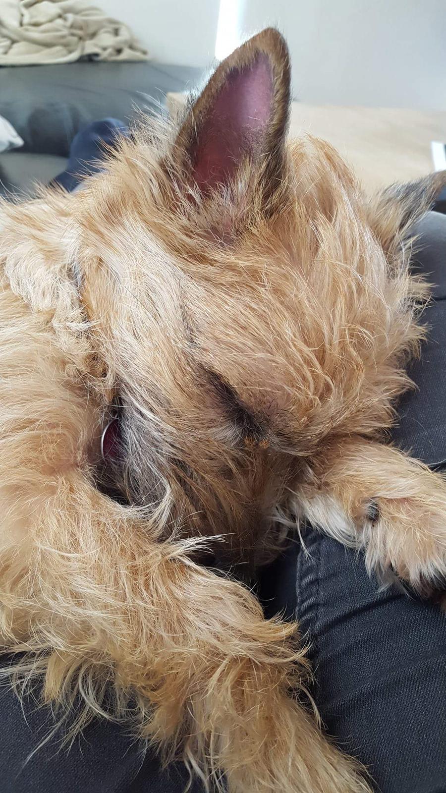 Cairn terrier Jay's Joy's Halle Berry - Kærlighed med pels 😍 billede 8