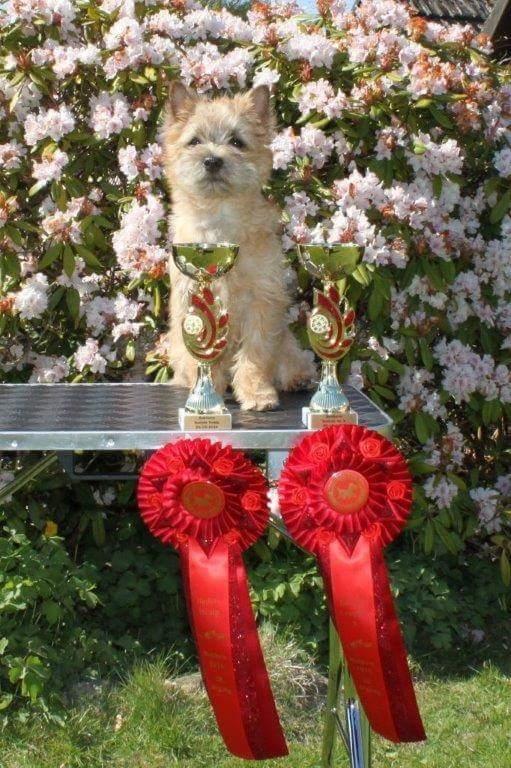 Cairn terrier Jay's Joy's Halle Berry - BIS Hvalp og BIS gr.3 Bakken skue 5/5-2016 billede 9