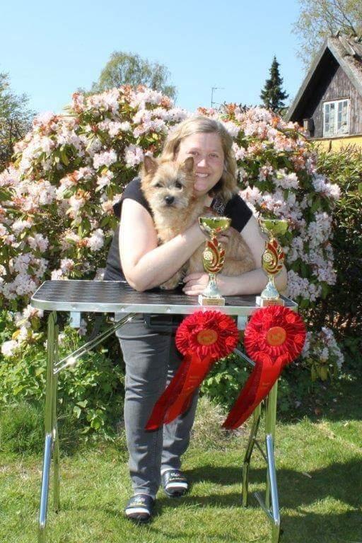 Cairn terrier Jay's Joy's Halle Berry - BIS Hvalp og BIS gr.3 Bakken skue 5/5-2016 billede 10