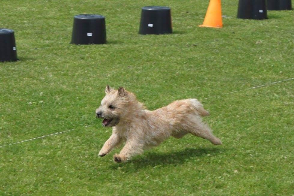 Cairn terrier Jay's Joy's Halle Berry - terrier coursing  billede 11