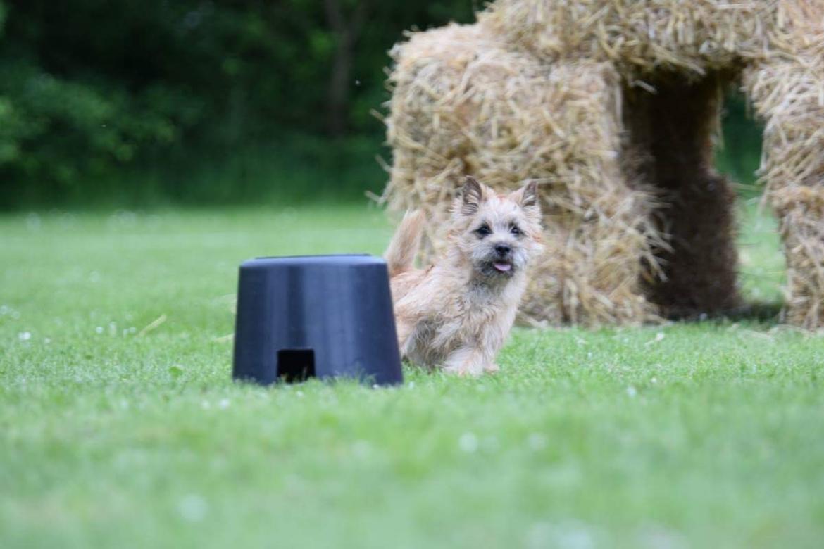 Cairn terrier Jay's Joy's Halle Berry - terrier coursing  billede 12