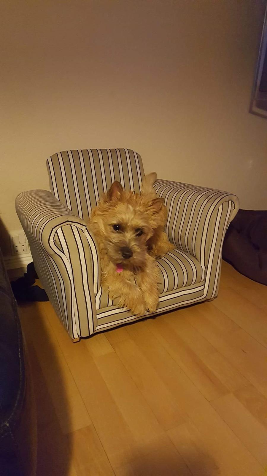 Cairn terrier Jay's Joy's Halle Berry - yndlings stol billede 13