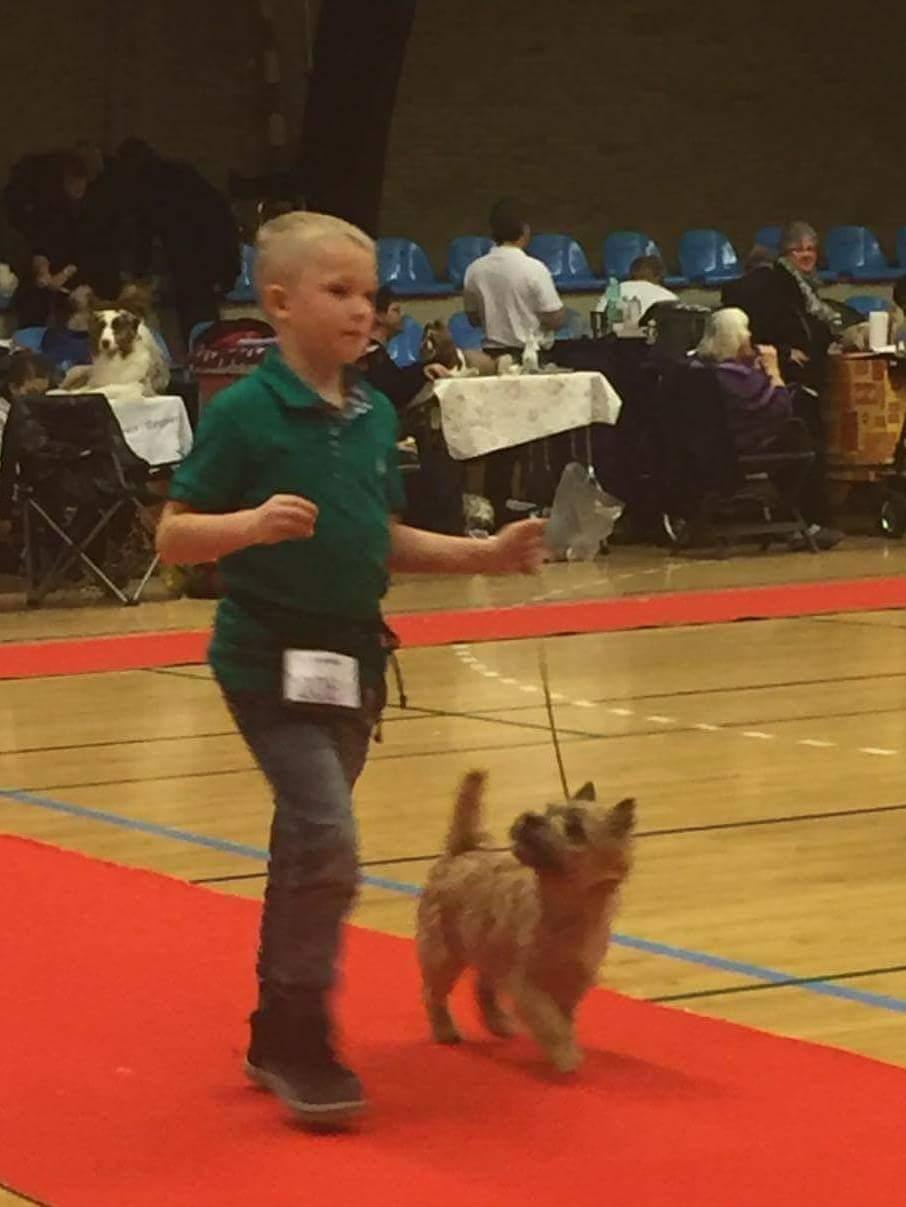 Cairn terrier Jay's Joy's Halle Berry - Malthe og Halle Barn&Hund juleskue Rishøjhallen 2016 - 4.plads billede 14