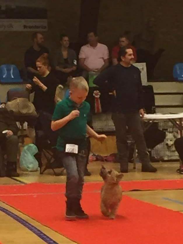 Cairn terrier Jay's Joy's Halle Berry - Malthe og Halle Barn&Hund juleskue Rishøjhallen 2016 - 4.plads billede 15