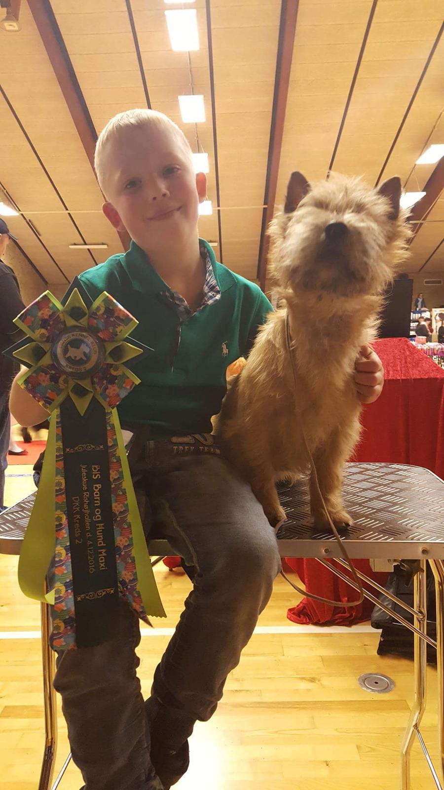 Cairn terrier Jay's Joy's Halle Berry - Malthe og Halle Barn&Hund juleskue Rishøjhallen 2016 - 4.plads billede 16