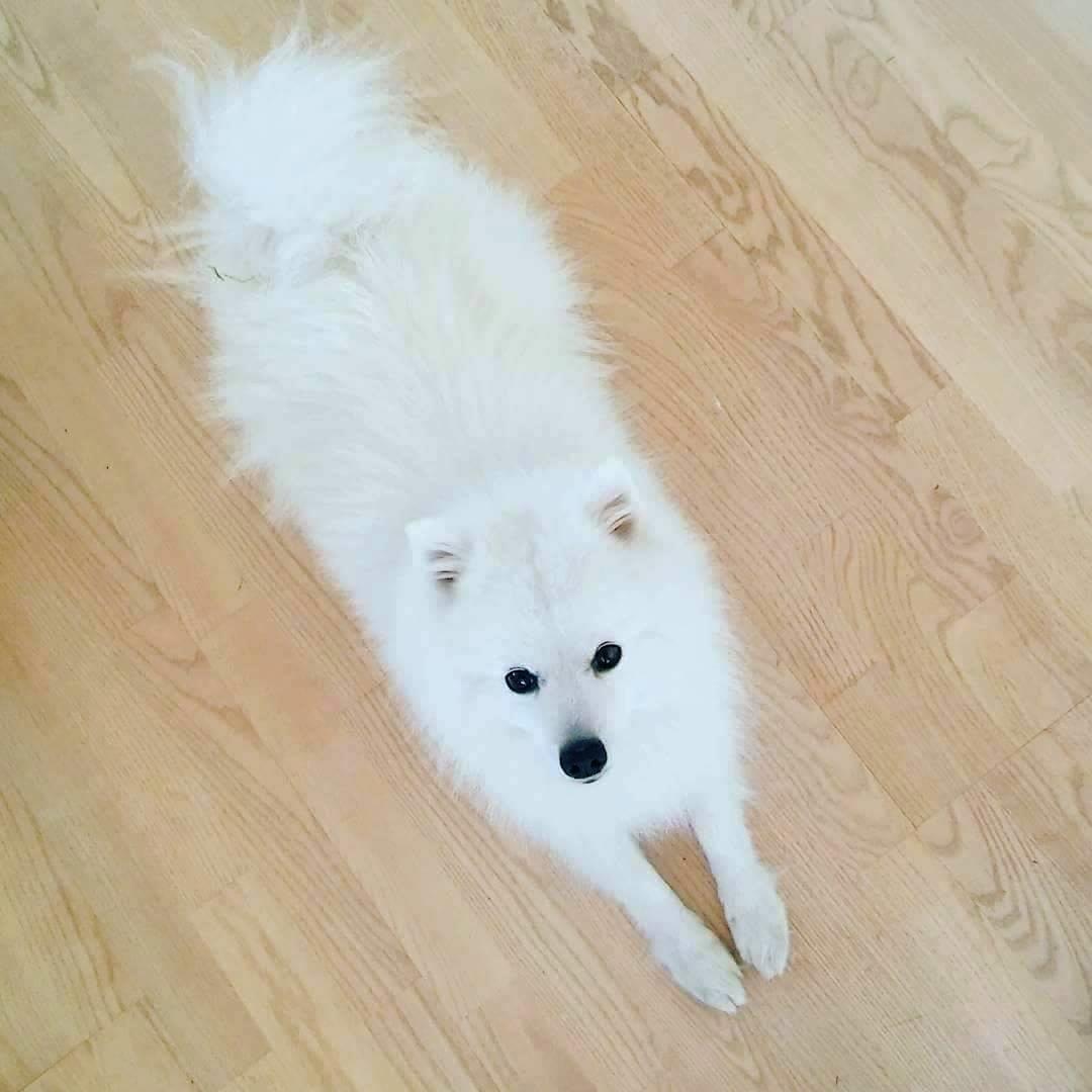 Japansk spids Enzo billede 6