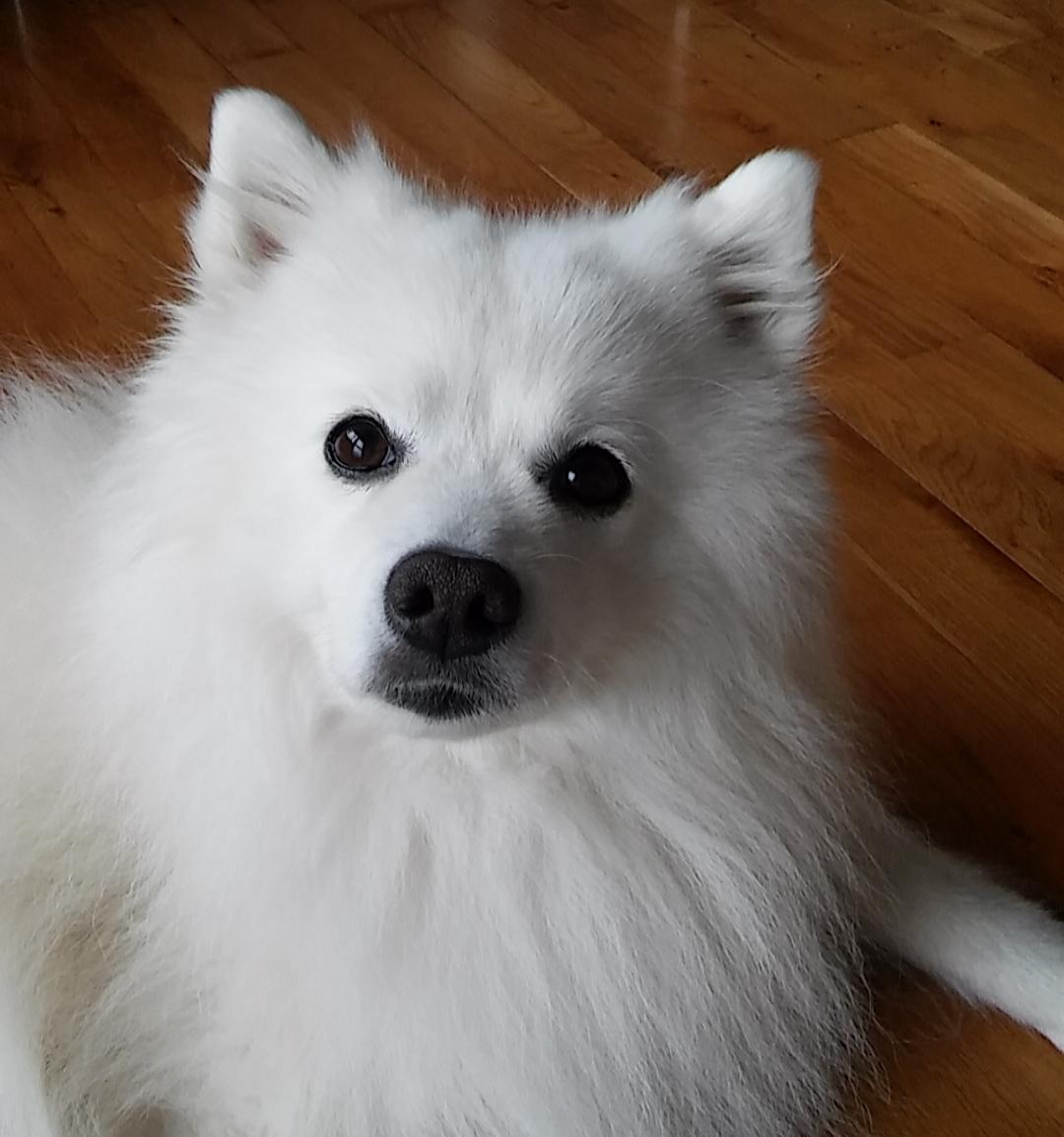 Japansk spids Enzo billede 10