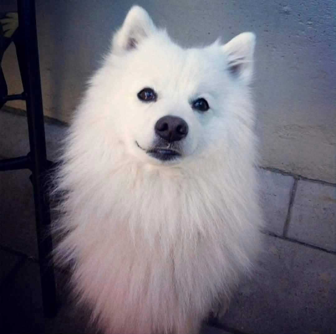 Japansk spids Enzo billede 5