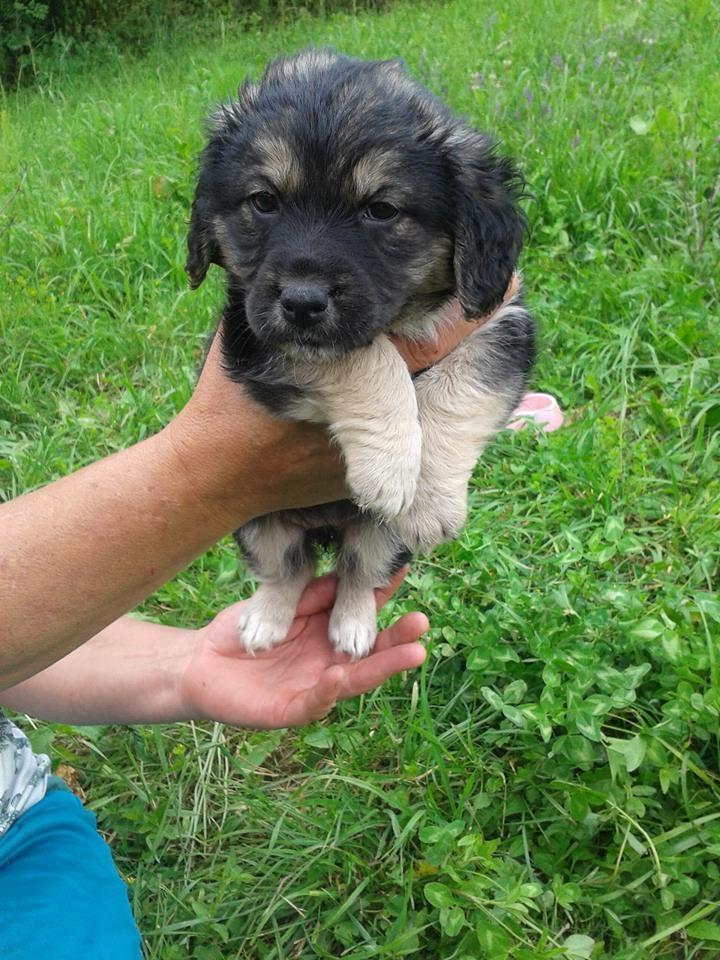 Blanding af racer Basha billede 3