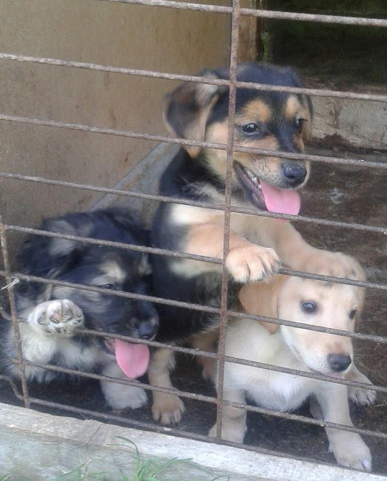 Blanding af racer Basha - Basha med hendes søstre. billede 4