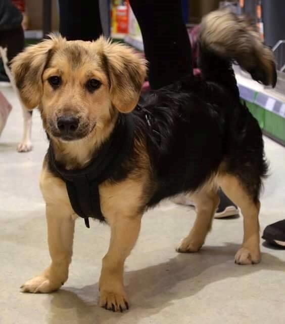 Blanding af racer Basha billede 8