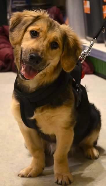 Blanding af racer Basha billede 1