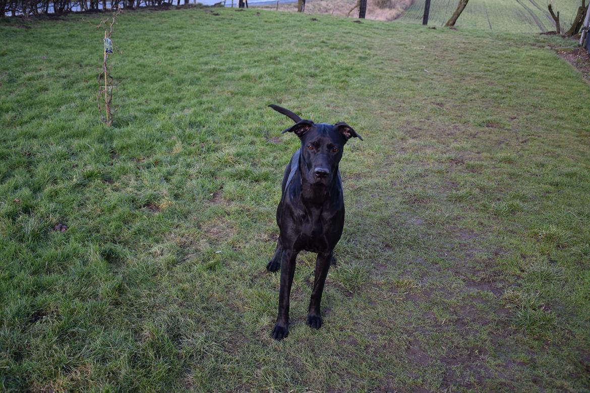 Blanding af racer Xena (hvil i fred <3) billede 23