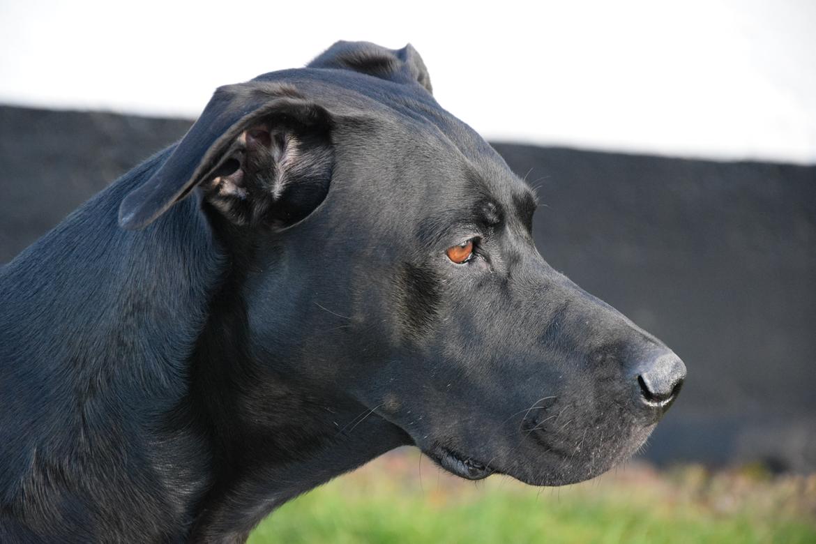 Blanding af racer Xena (hvil i fred <3) billede 22