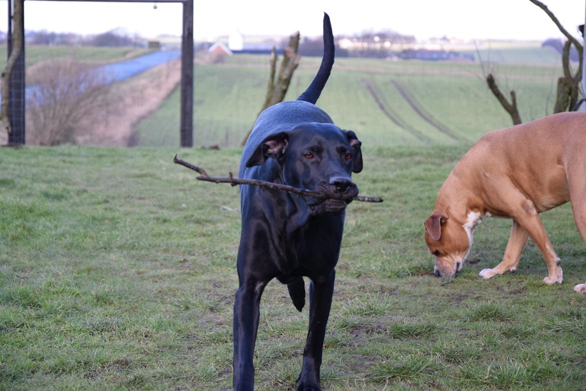 Blanding af racer Xena (hvil i fred <3) billede 25