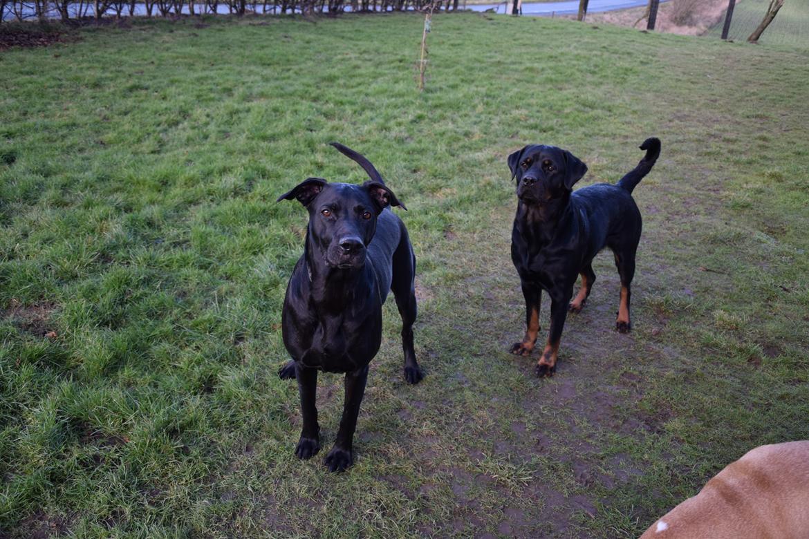 Blanding af racer Xena (hvil i fred <3) billede 26