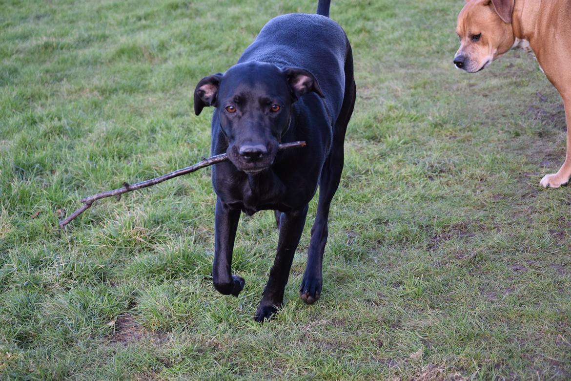 Blanding af racer Xena (hvil i fred <3) billede 24