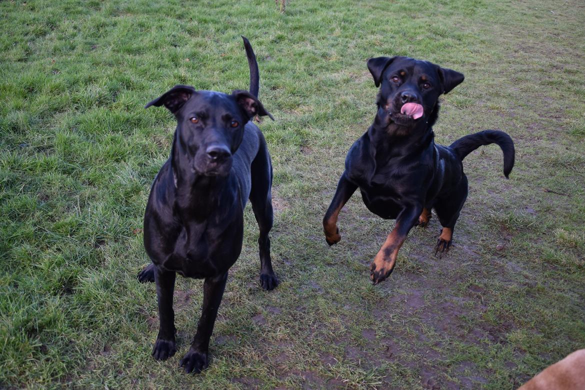 Blanding af racer Xena (hvil i fred <3) billede 27