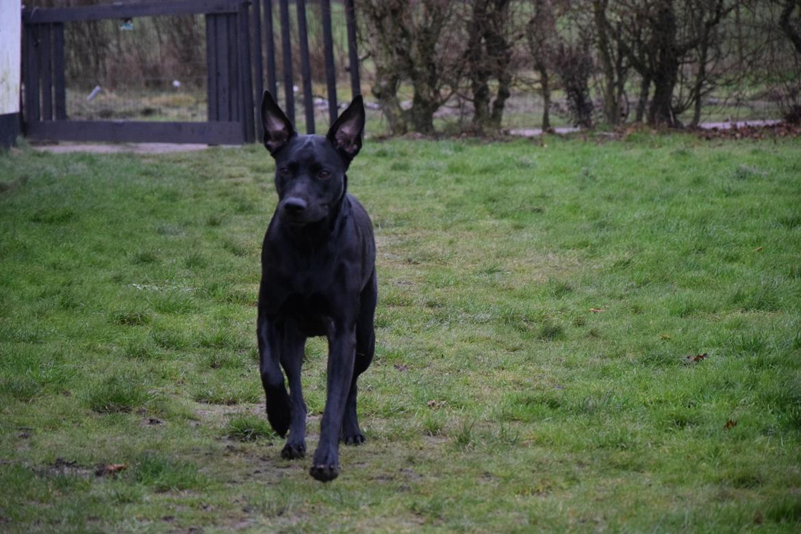 Blanding af racer Xena (hvil i fred <3) billede 28