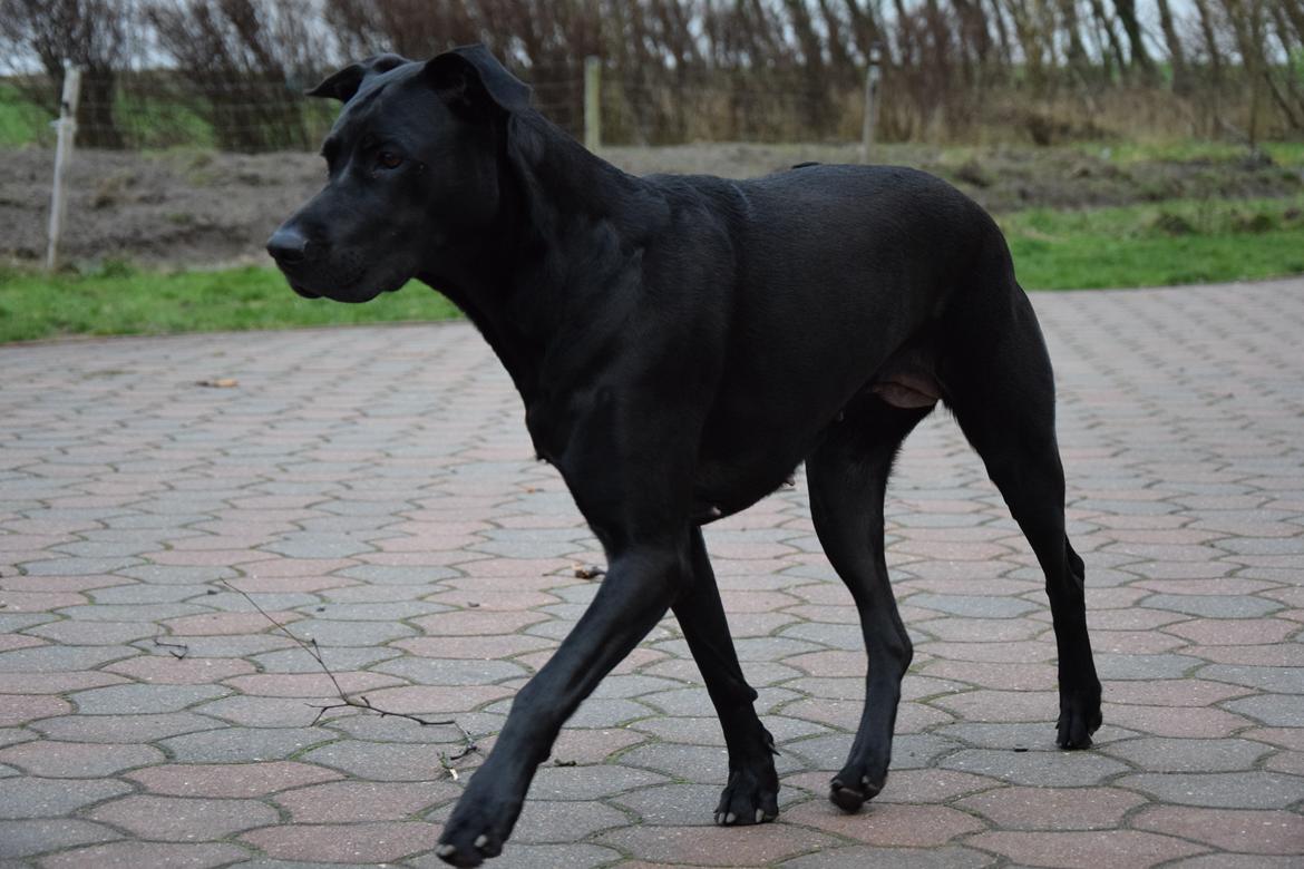 Blanding af racer Xena (hvil i fred <3) billede 30