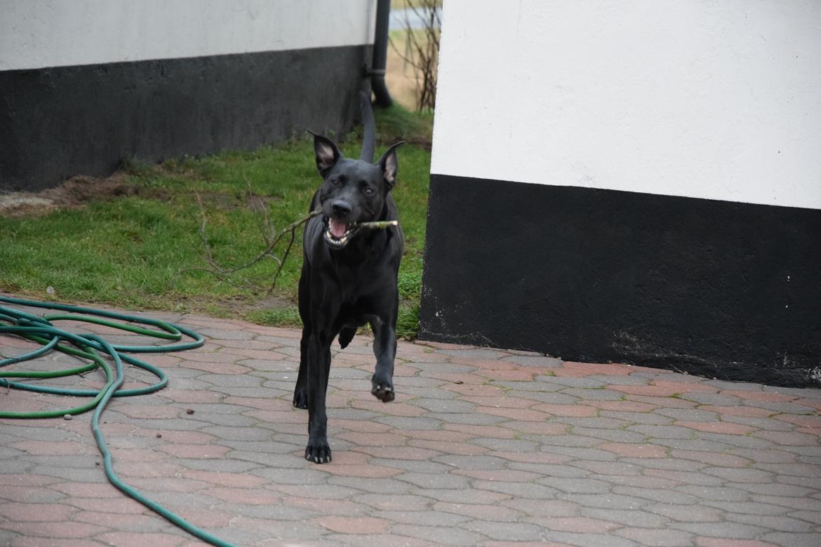 Blanding af racer Xena (hvil i fred <3) billede 29