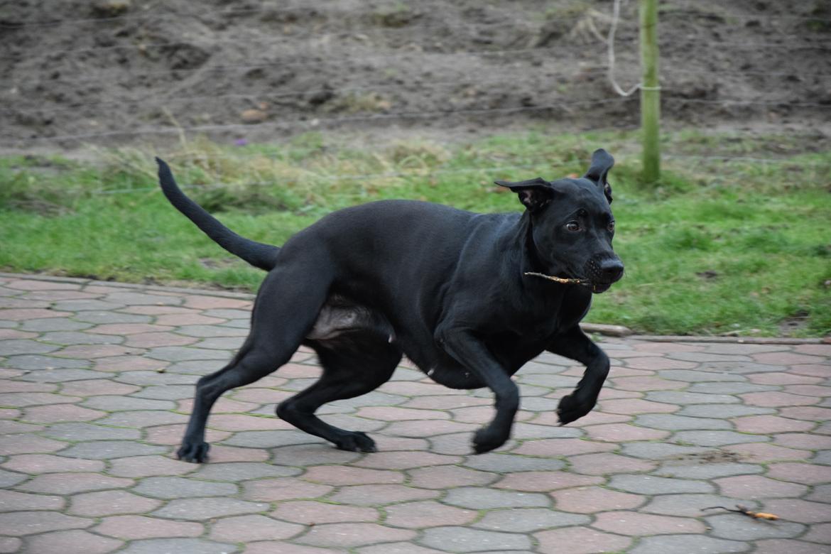 Blanding af racer Xena (hvil i fred <3) billede 32