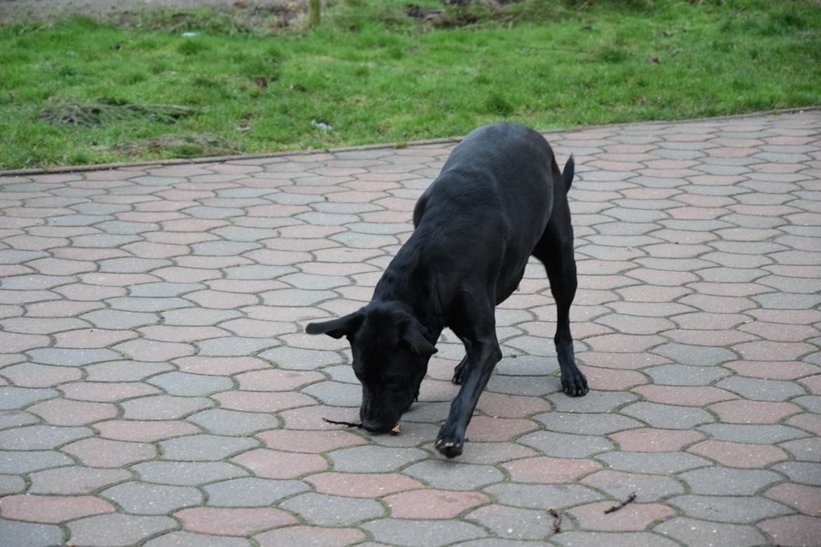 Blanding af racer Xena (hvil i fred <3) billede 31