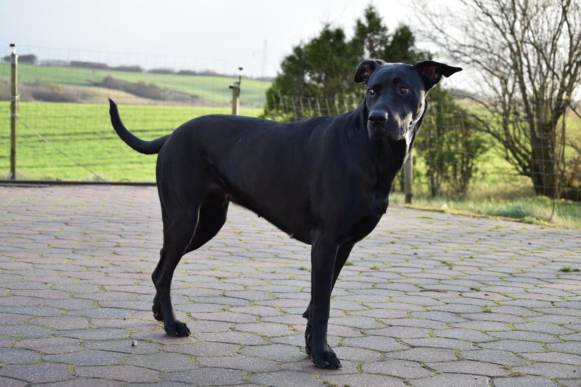 Blanding af racer Xena (hvil i fred <3) billede 33